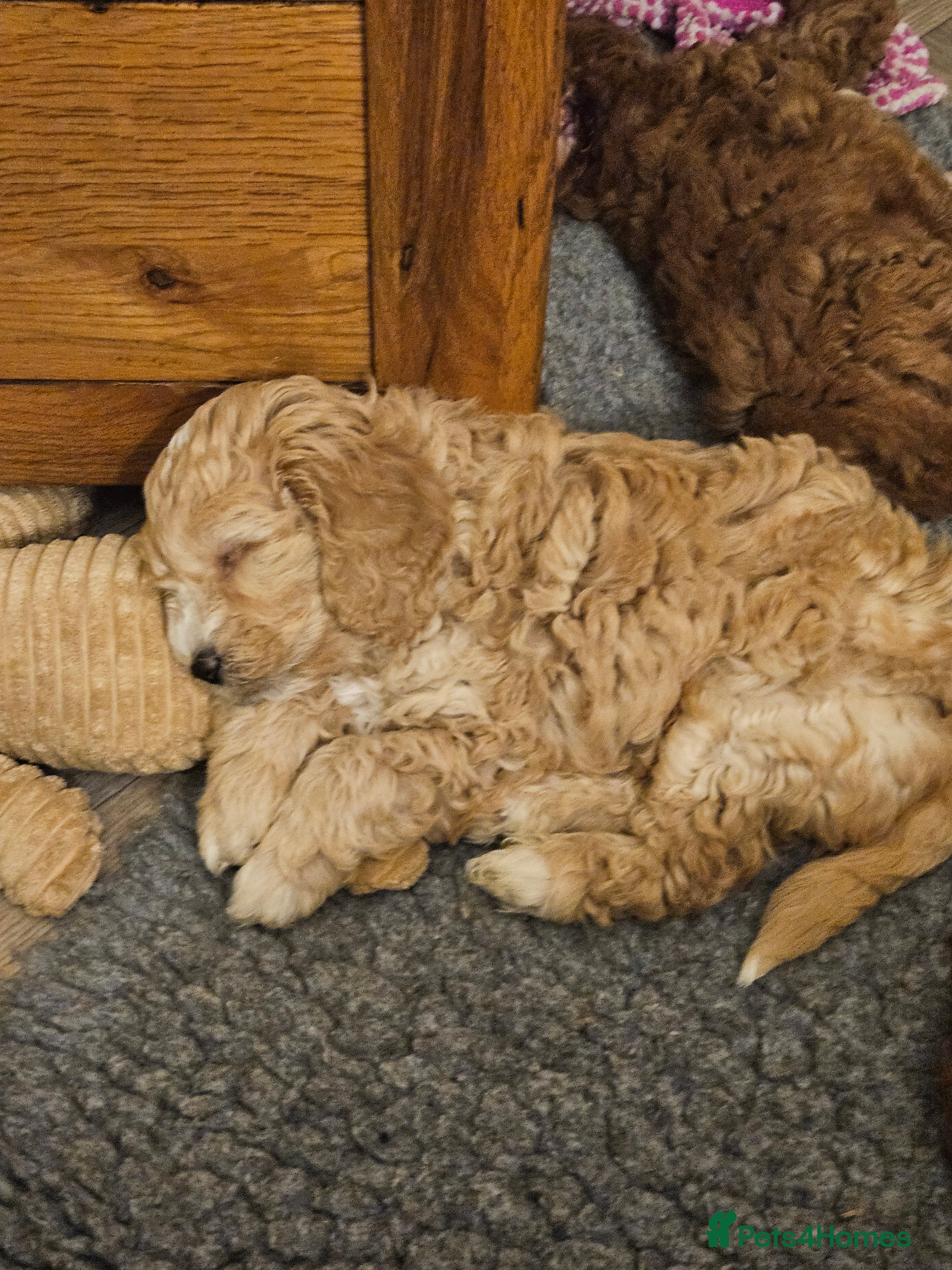 Mini Goldendoodle dogs Gorgeous family Raised Mini F1b Goldendoodles - Advert 2