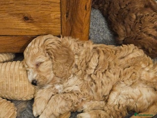 Mini Goldendoodle dogs Gorgeous family Raised Mini F1b Goldendoodles - Advert 2