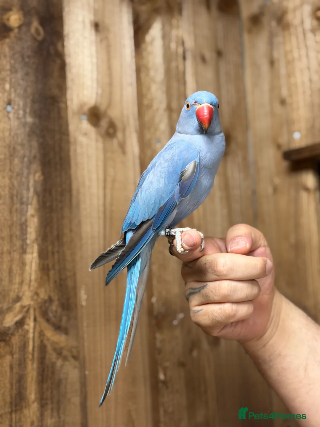 Ringnecks birds for sale: Blue ring neck - Advert 2