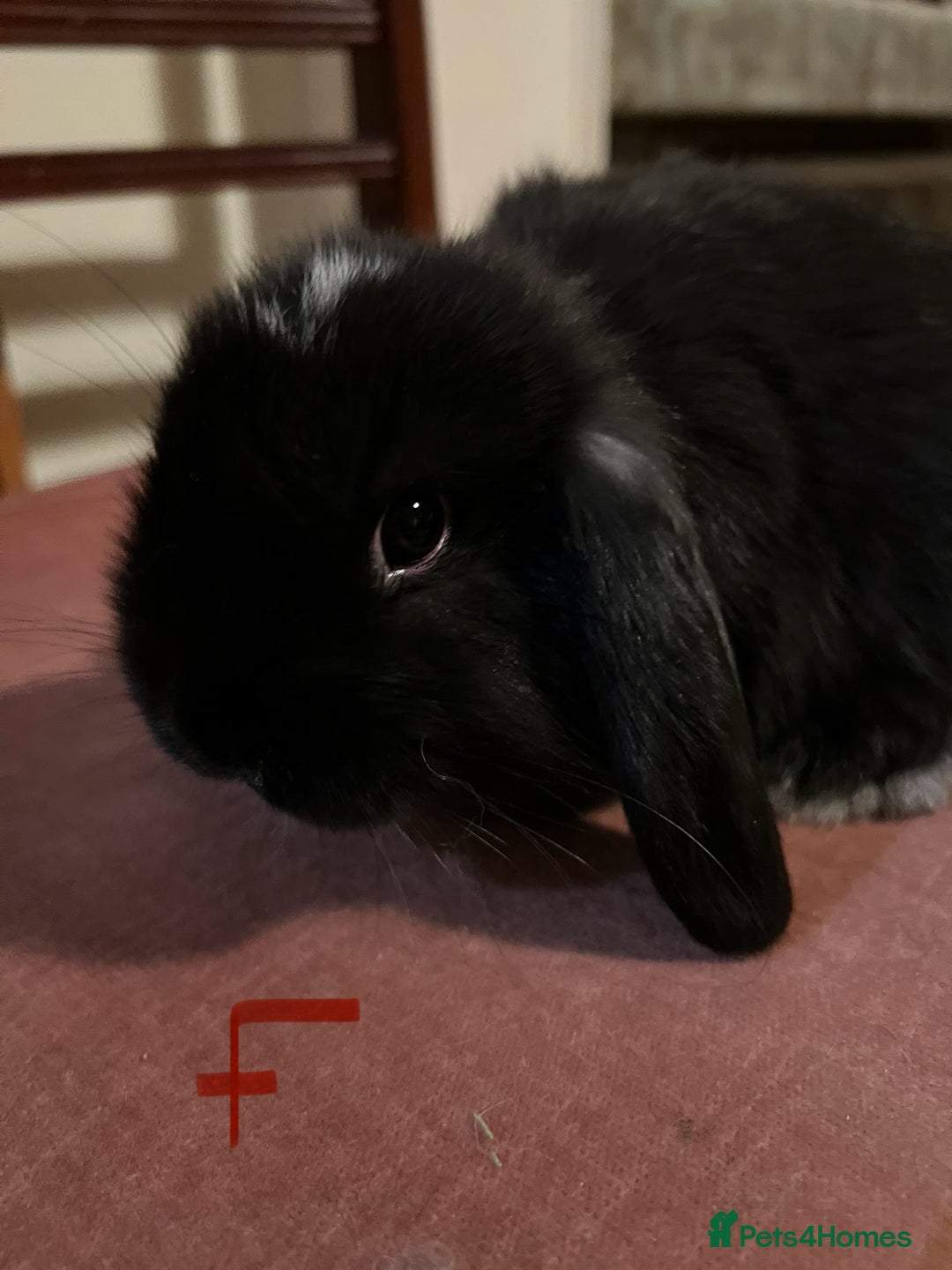 Mini Lop rabbits for sale: Fabulous Super Friendly Mini Lops - Advert 32