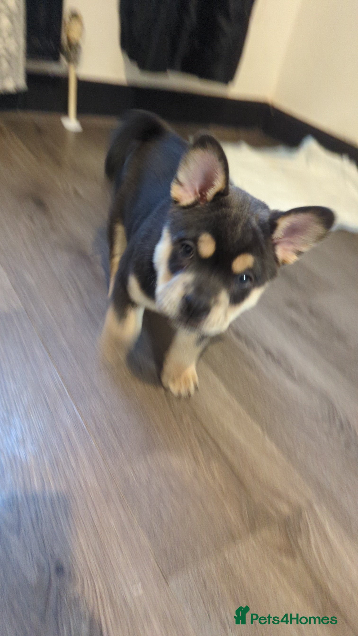 Mixed Breed dogs  3 Frow Frow girls available - Advert 5