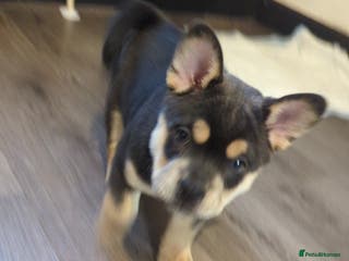 Mixed Breed dogs 3 Frow Frow girls available - Advert 5