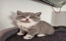 British Shorthair cats for sale: 4 Sweet PEDIGREE kittens - Image 3