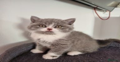 British Shorthair cats - Advert 7