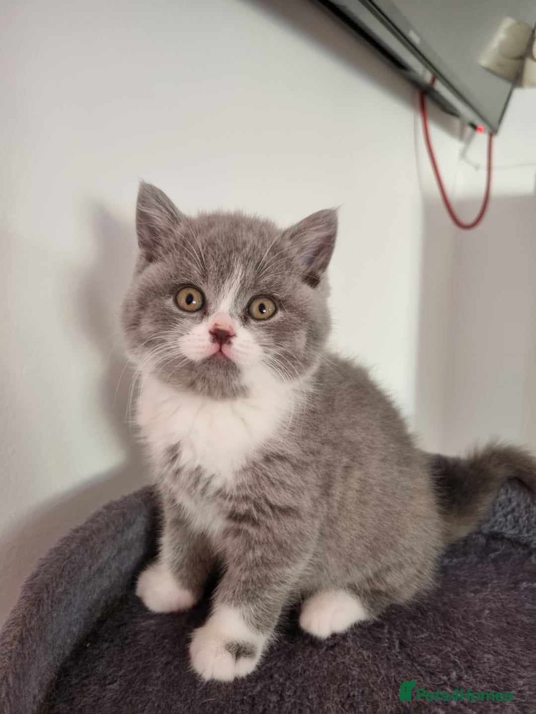 British Shorthair cats for sale: 4 Sweet PEDIGREE kittens - Image 3