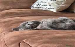 British Longhair cats for sale: British long hair  - Image 2