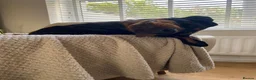 Dobermann dogs for stud: Stud available  - Advert 2