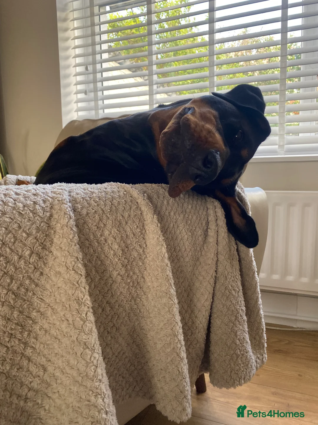 Dobermann dogs for stud: Stud available  - Advert 2