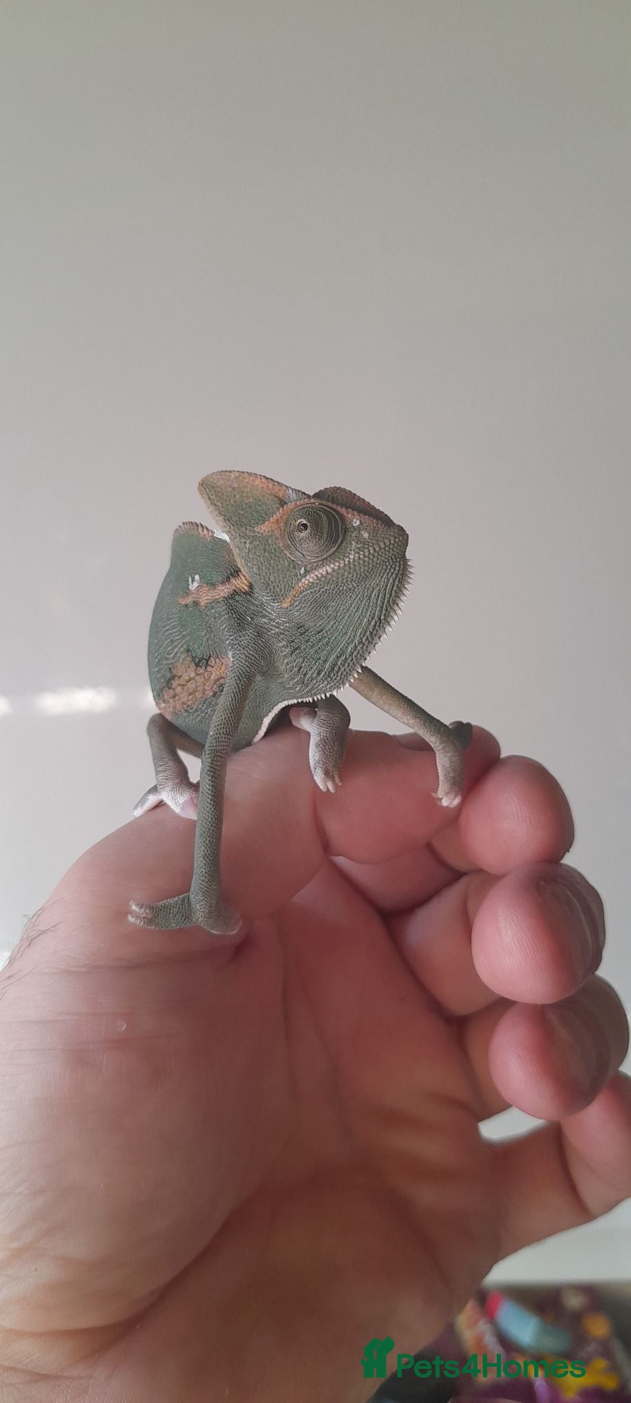 Chameleon reptiles Veiled chameleons  - Advert 2