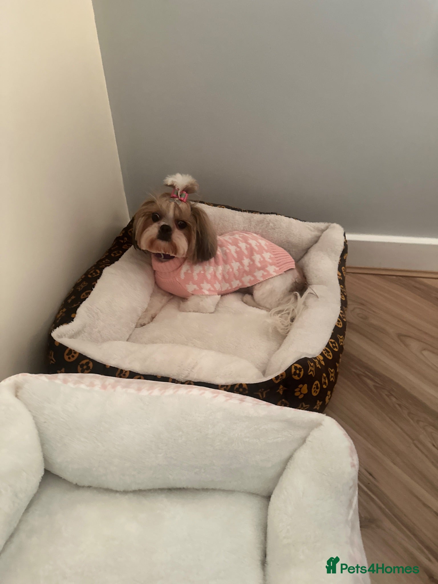 Shorkie dogs Shorkie  - Advert 1