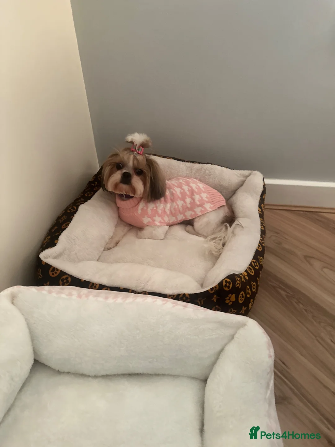 Shorkie dogs for sale: Shorkie  in Boston - Advert 1