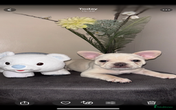 French Bulldog dogs for sale: French bulldog puppies  - Image 1