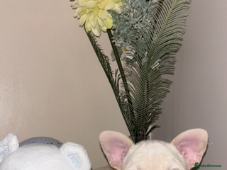 French Bulldog dogs - Advert 2