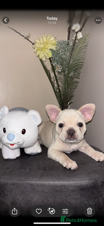 French Bulldog dogs - Advert 3