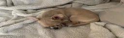 Chihuahua dogs for sale: Tiny Chihuahua Puppy in Grays - Advert 4