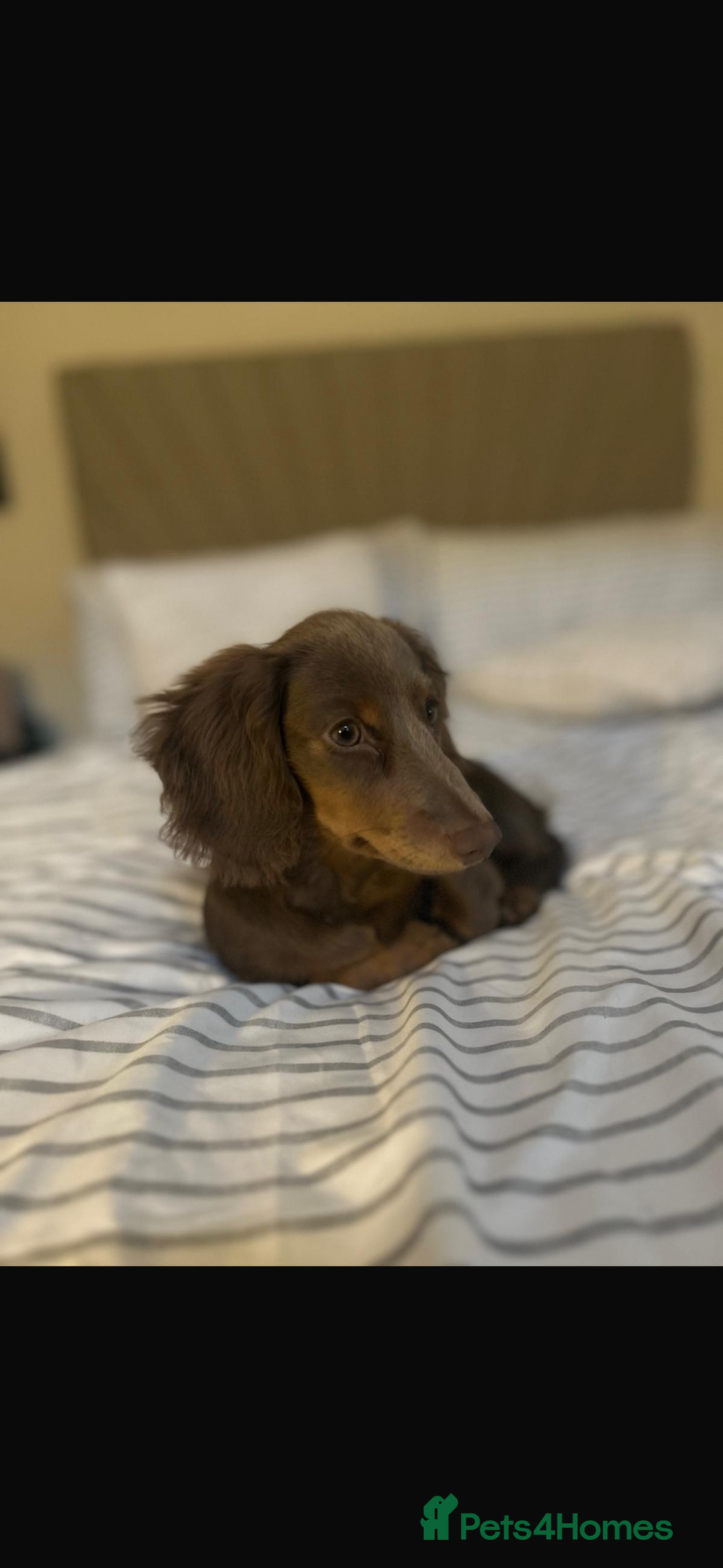 Miniature Dachshund dogs for sale: Miniature Long haired Dachshund Lilac and Tan - Image 2