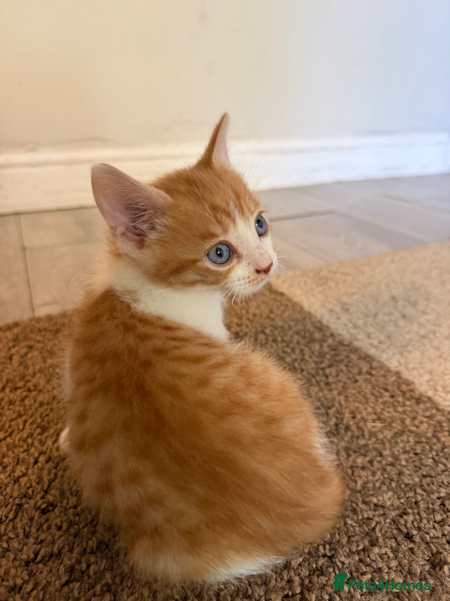 Mixed Breed cats Hand rared Beautiful ginger boy ready in 5 days 🧡 - Advert 4