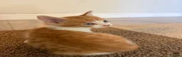 Mixed Breed cats for sale: Hand rared Beautiful ginger boy ready in 5 days 🧡 - Advert 1