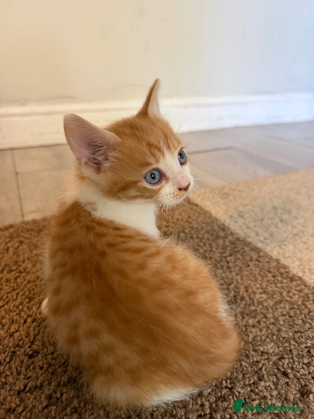 Mixed Breed cats for sale: Hand rared Beautiful ginger boy ready in 5 days 🧡 - Advert 1