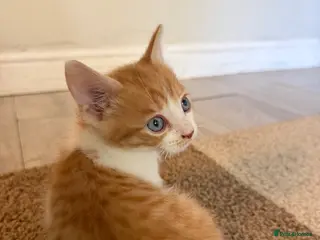 Mixed Breed cats Hand rared Beautiful ginger boy ready in 5 days 🧡 - Advert 4