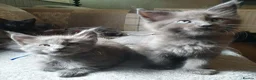 Maine Coon cats for sale: Tica registered pedigree poly Maine Coons. - Advert 15