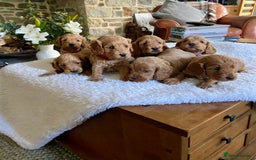 Cockapoo dogs for sale: READY TO GO :Gorgeous litter of  F1 Cockapoo’s - Image 17