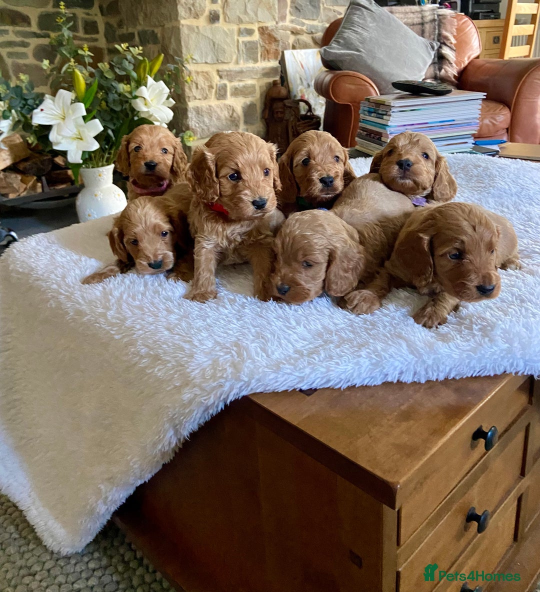 Cockapoo dogs for sale: READY TO GO :Gorgeous litter of  F1 Cockapoo’s - Image 17