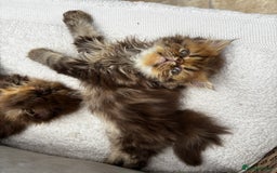 Persian cats for sale: Persian Kittens - Image 2
