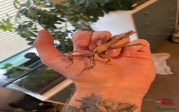 Stick Insects invertebrates for sale: Extatosoma tiaratum EGGS x 10 - Image 2