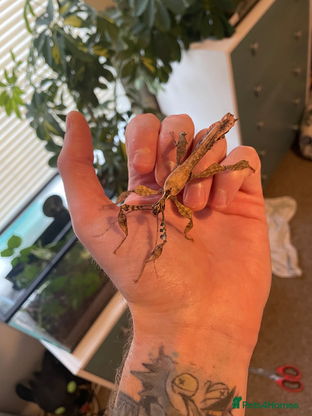 Stick Insects invertebrates for sale: Extatosoma tiaratum EGGS x 10 - Image 2