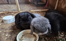 Mini Lop rabbits for sale: Mini Lop Rabbits - Image 10
