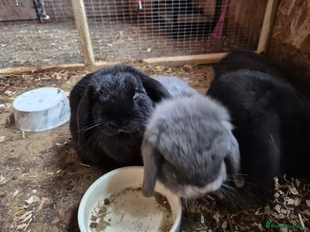 Mini Lop rabbits for sale: Mini Lop Rabbits - Image 10