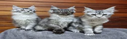 Maine Coon cats for sale: Maine Coon GCCF pedigree registered kittens - Advert 32