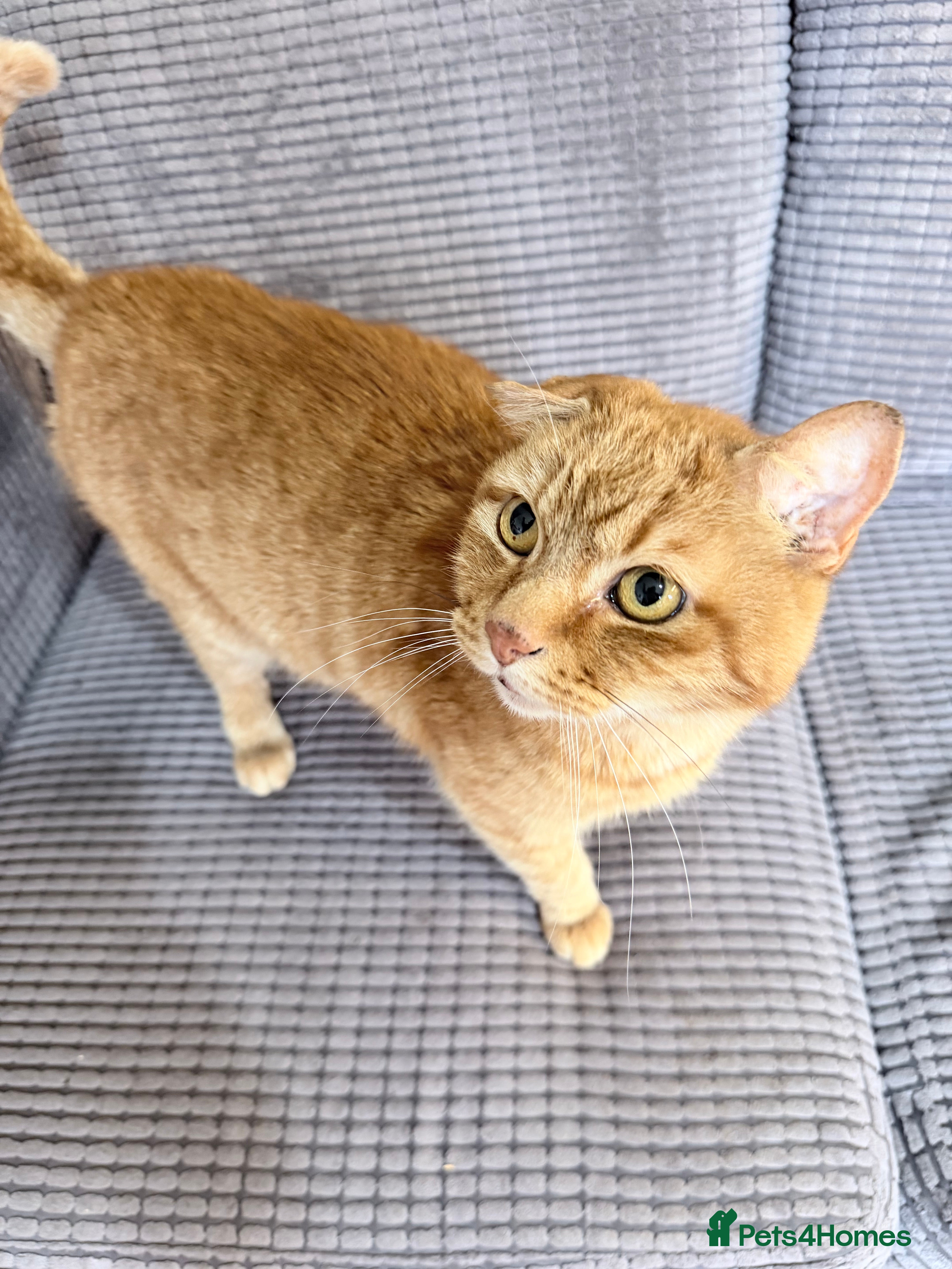 Mixed Breed cats Simba the lovely ginger cat  - Advert 18