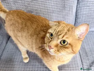 Mixed Breed cats Simba the lovely ginger cat - Advert 18