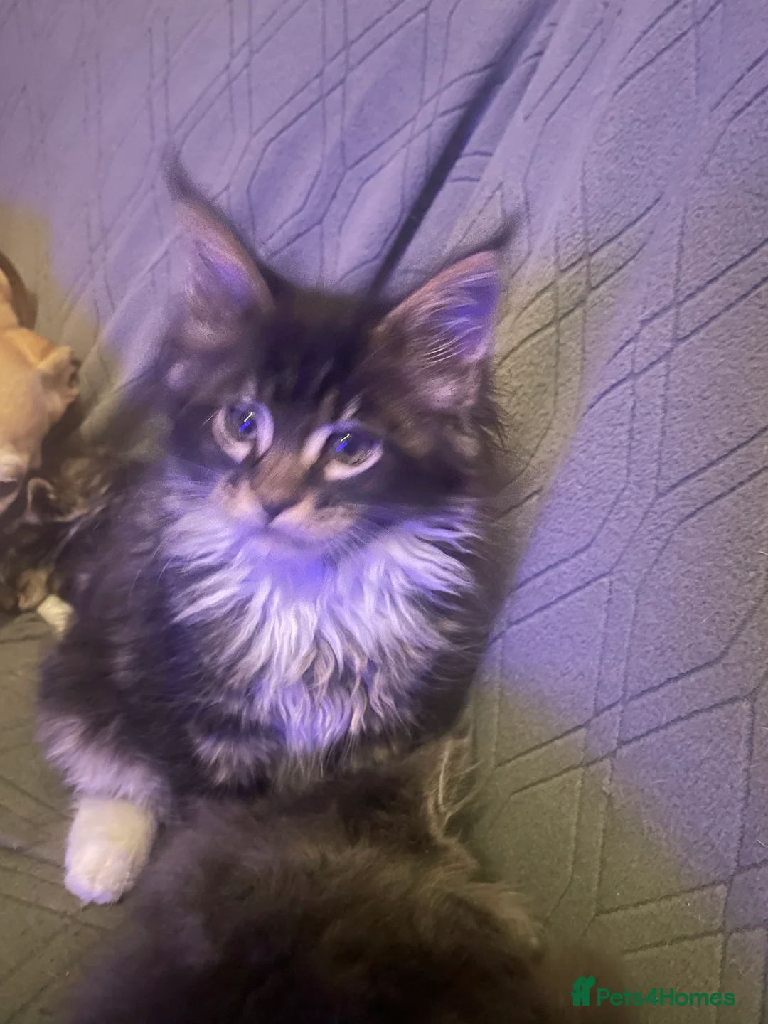 Maine Coon cats for sale: Maine coon kittens for sale ready now - Advert 11