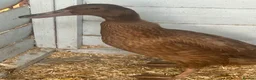 Ducks poultry for sale: Female khaki Campbell ducks - Advert 2