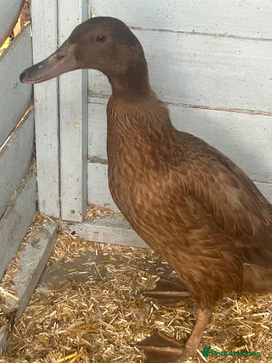 Ducks poultry for sale: Female khaki Campbell ducks - Advert 2