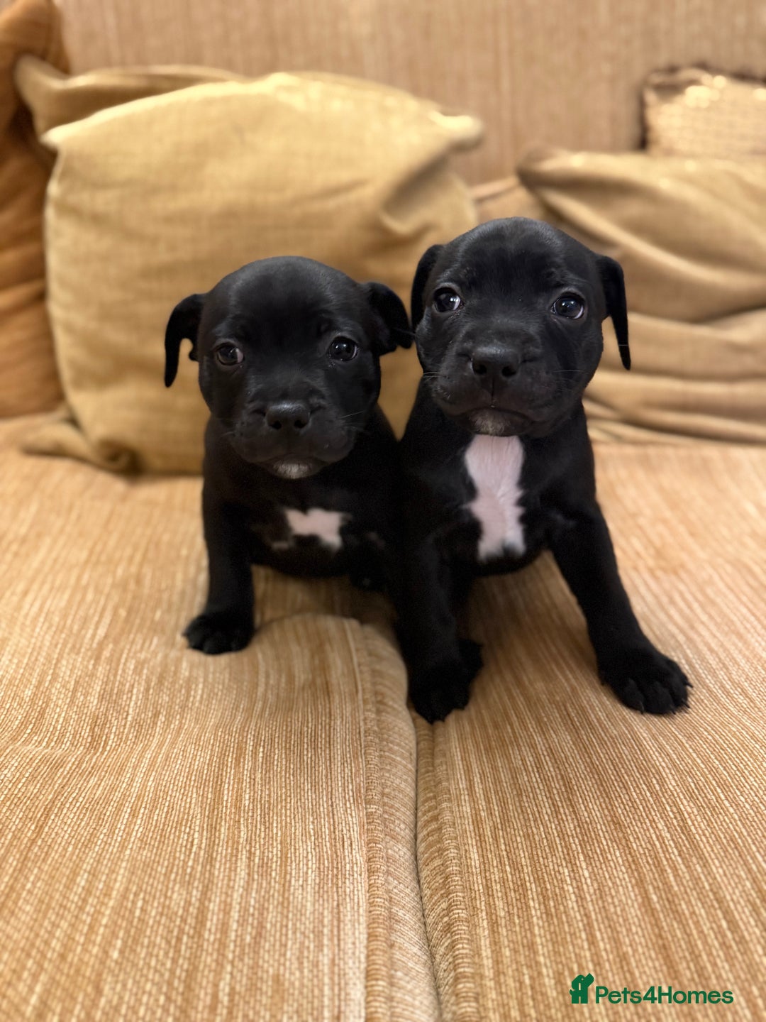 Staffordshire Bull Terrier dogs for sale: Health Tested Clear Staffordshire Bull Terrier's - Advert 4