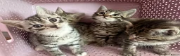 Bengal cats for sale: 4 gorgeous Bengal mix kittens - Advert 3