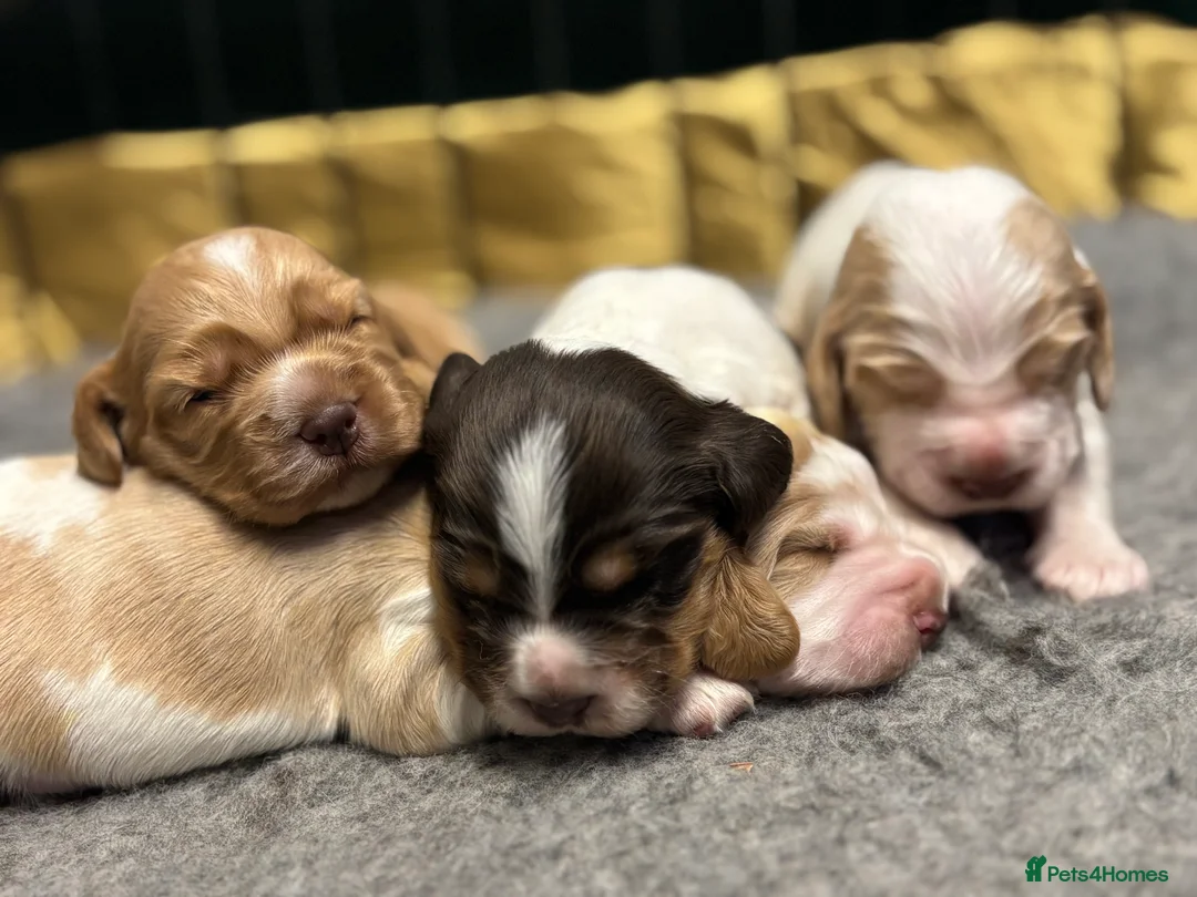 Cocker Spaniel dogs for sale: ✨ Cocker Spaniel Puppies ✨ - Advert 15