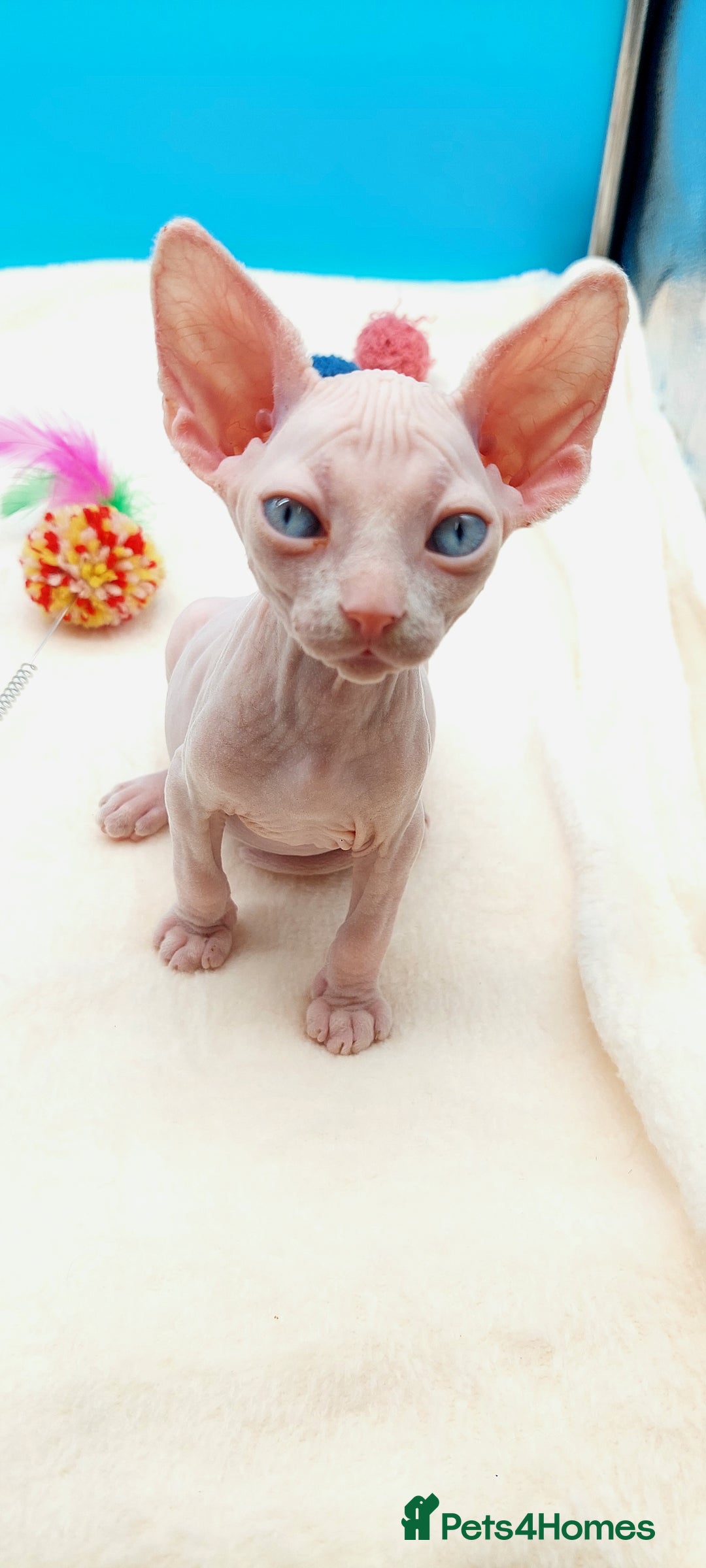 Sphynx cats for sale: Sphynx Kittens – Males & Female – International ✅ - Advert 14