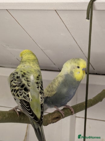 Budgerigars birds - Advert 8