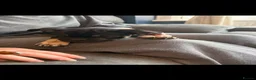Frug dogs for sale: 6 beautiful Frugs  - Advert 3