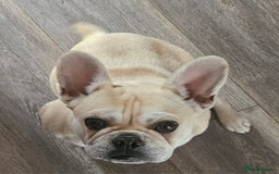 Frug dogs for sale: Female Frug (Kiki) - Image 6