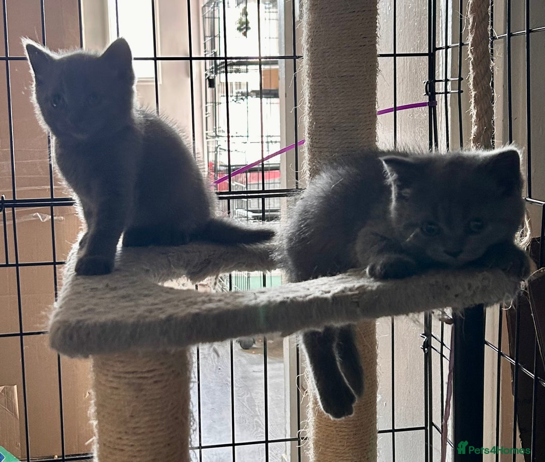 British Shorthair cats for sale: Gorgeous Blue British Shorthairs  - Image 15
