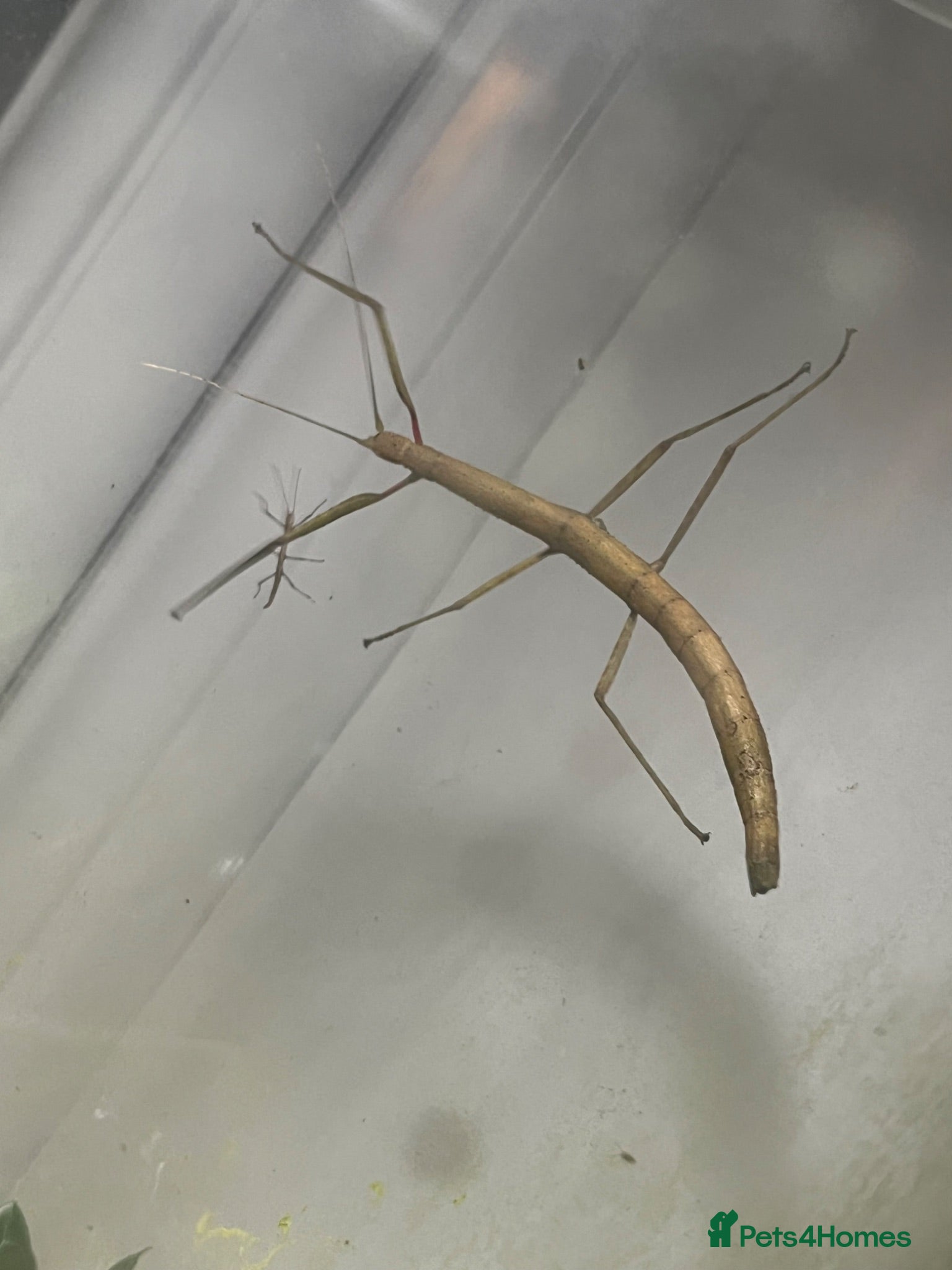 Stick Insects invertebrates Stick Insect - Indian Walking Stick - Advert 1