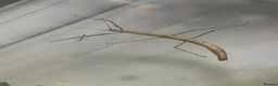 Stick Insects invertebrates for sale: Stick Insect - Indian Walking Stick in Haverfordwest - Advert 1