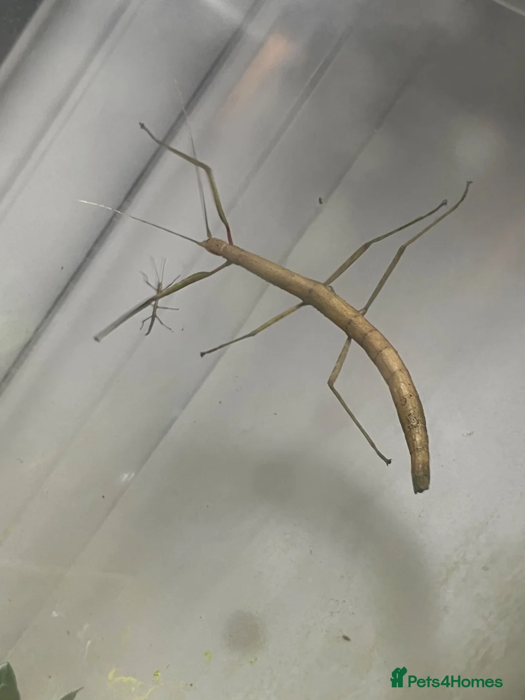 Stick Insects invertebrates for sale: Stick Insect - Indian Walking Stick in Haverfordwest - Advert 1