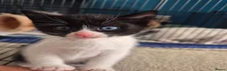 Mixed Breed cats for sale: Beautiful black and white male kitten - Advert 6